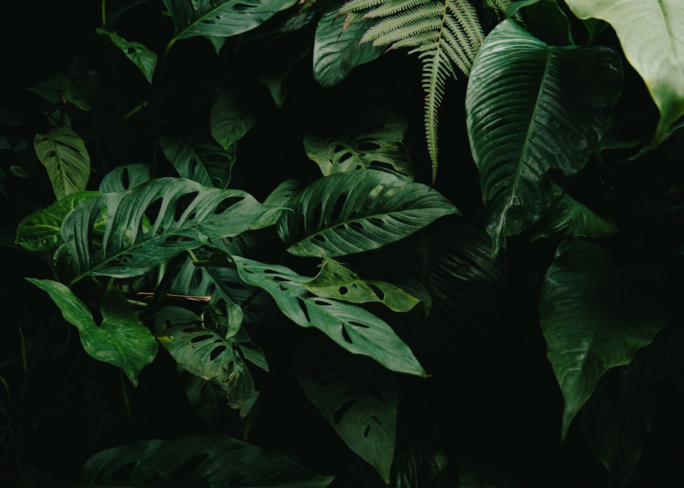 Hojas de monstera oscuras